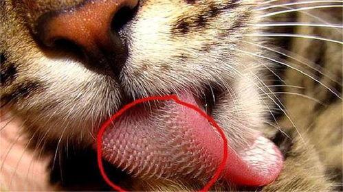 舔皮视频,网络现象背后的心理与社会影响