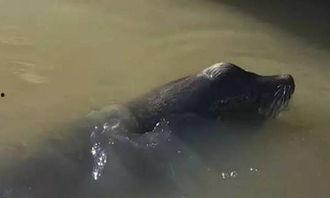 海狮视频,海洋萌宝的趣味瞬间