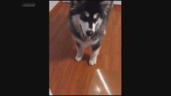 免费观看人与狗插B视频,揭秘免费观看人与狗不雅视频的黑暗面