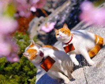 日本温泉猫咪,慵懒时光中的治愈之旅